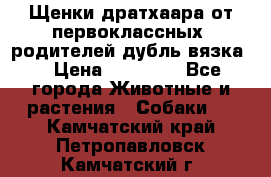 Щенки дратхаара от первоклассных  родителей(дубль вязка) › Цена ­ 22 000 - Все города Животные и растения » Собаки   . Камчатский край,Петропавловск-Камчатский г.